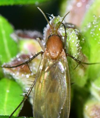 Mycetophila sp.